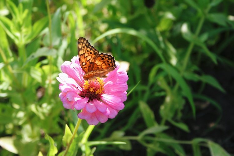 Stock Photo Butterfly Flower.jpg