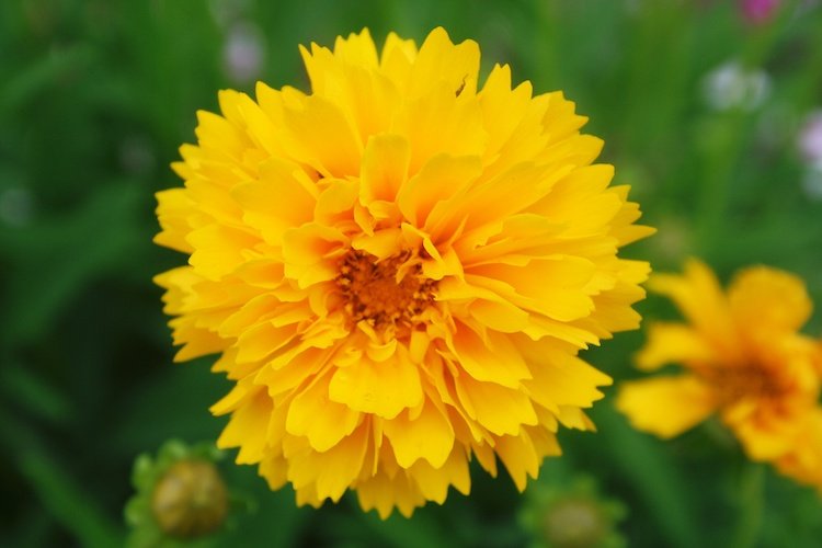 Stock Photo Yellow Wildflower.jpg