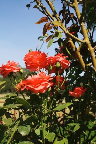 Stock Photo Orange Roses.jpg