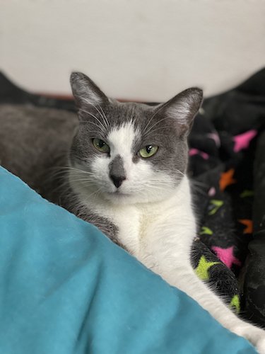 Stock Photo Cat Blankets.jpeg