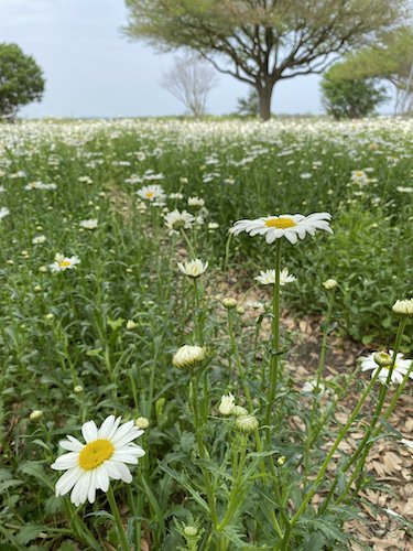 Stock Photo Daisy Field.jpeg