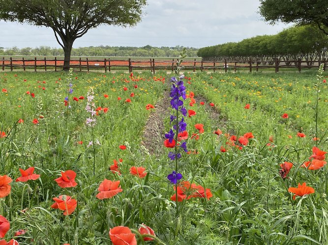 Stock Photo Wildflowers.jpeg