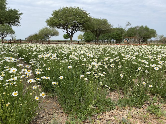 Stock Photo Daisy Field 2.jpeg
