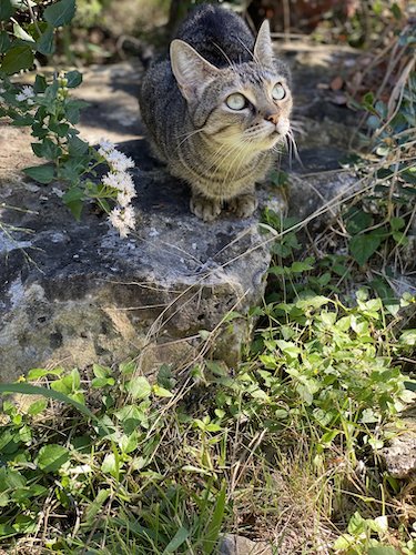 Stock Photo Cat Outdoor.jpeg