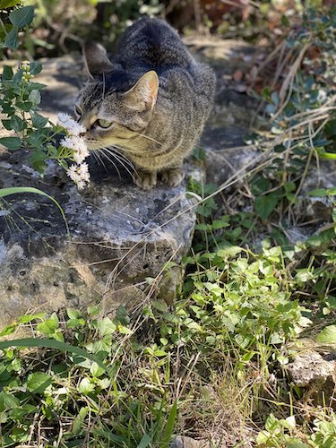 Stock Photo Cat Outdoor 2.jpeg