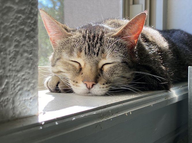Stock Photo Cat Window.jpeg