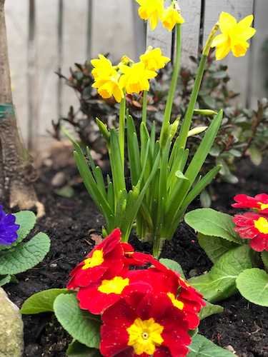 Stock Photo Spring Flowers 3.jpg