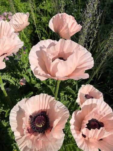Stock Photo Poppy Flowers.jpg