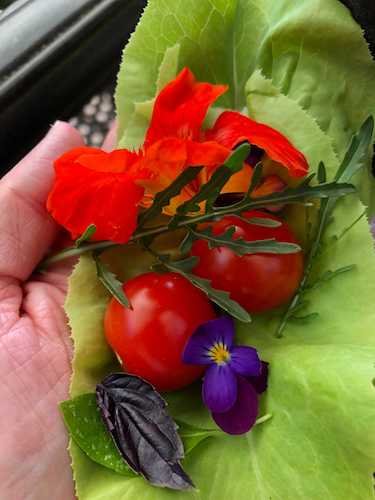 Stock Photo Garden Harvest.jpg