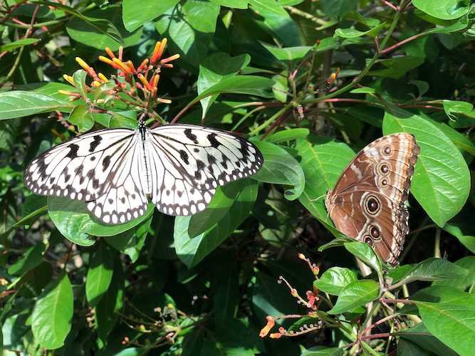 Stock Photo Butterflies.jpg