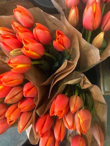 Stock Photo Tulip Flowers.jpg