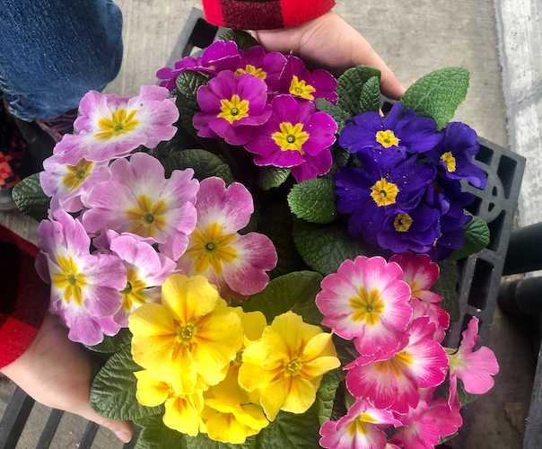 Stock Photo Primrose Flowers 1.jpg
