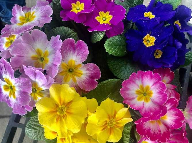 Stock Photo Primrose Flowers 2.jpg