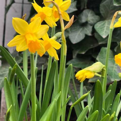 Stock Photo Daffodil Flowers.jpg