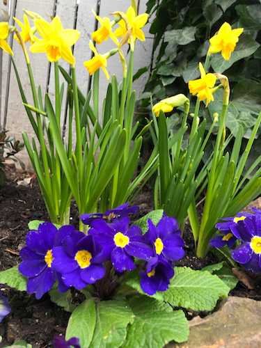 Stock Photo Spring Flowers 1.jpg