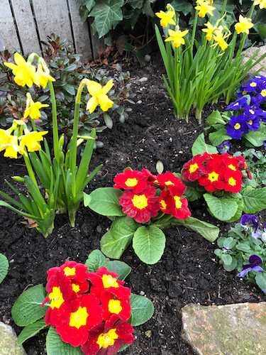 Stock Photo Spring Flowers 2.jpg
