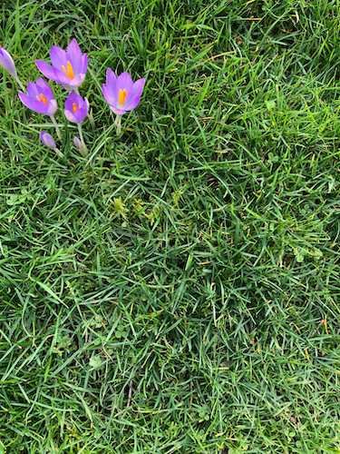 Stock Photo Crocus Grass Blank.jpg