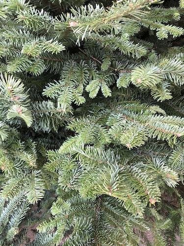 Stock Photo December Spruce Background.jpg