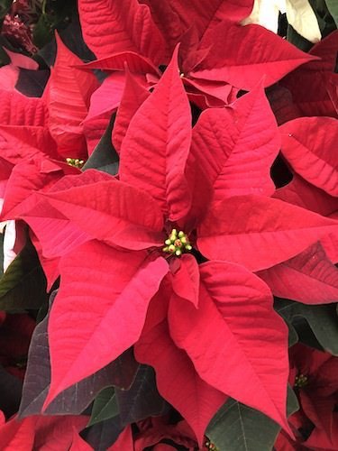 Stock Photo December winter poinsettia 2.jpg