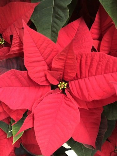 Stock Photo December winter poinsettia.jpg