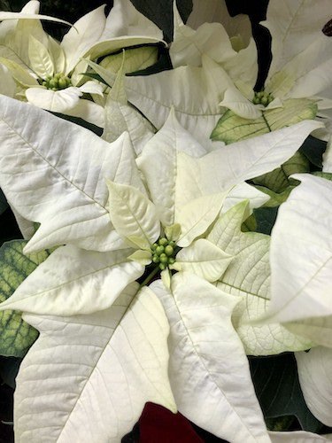 Stock Photo December winter white poinsettia.jpg