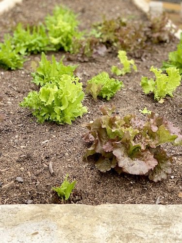 Stock Photo Gardening Lettuce.jpeg