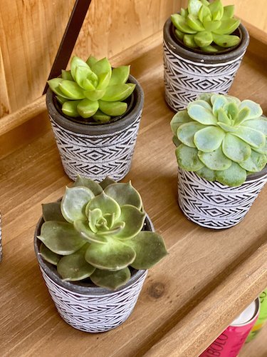 Stock Photo Mini Succulents 2.jpeg