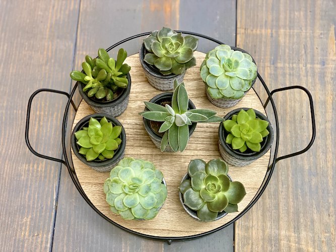 Stock Photo Mini Succulents 3.jpeg