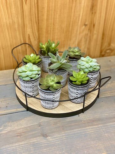 Stock Photo Mini Succulents 4.jpeg