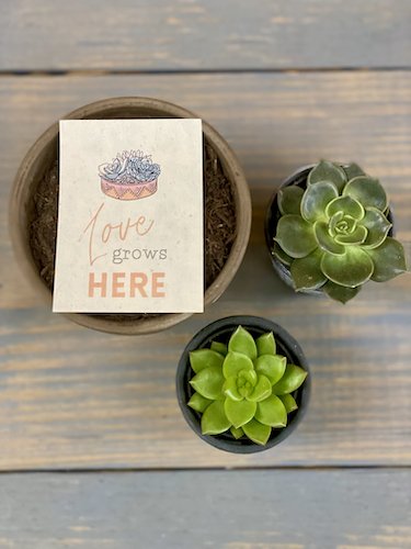 Stock Photo Sip Succulent 5 Real Life Mock.jpeg