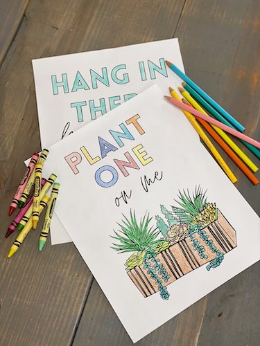 Stock Photo Sip Succulent Coloring Real Life Mock.jpeg