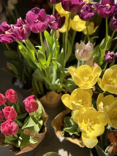 Stock Photo Spring Tulips.jpeg