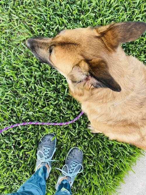 Large Dog on Grass Outside.jpeg