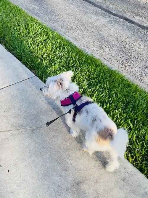 Small Dog Walking Outside.jpeg