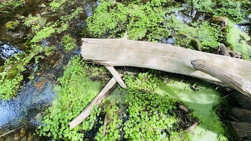 Pond Tree Trunk.jpeg