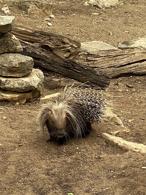 Porcupine.jpeg