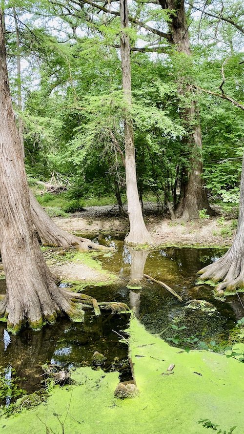 Trees and Pond.jpeg