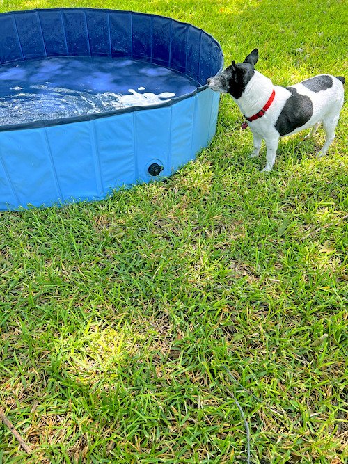 Dog Pool Party.jpeg
