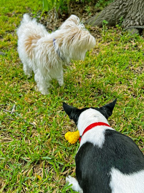 Small Dogs Playing.jpeg