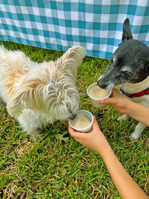 Two Small Dogs Dog Pop.jpeg