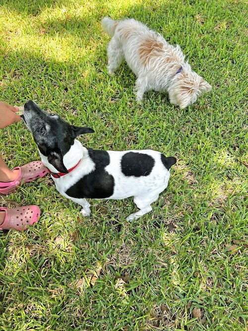 Two Small Dogs.jpeg