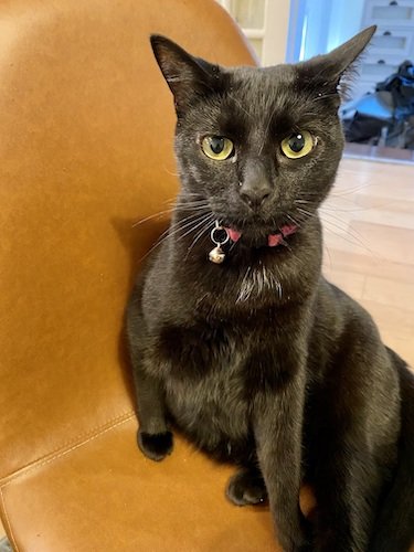 Stock Photo Black Cat.jpeg