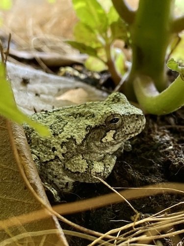 Stock Photo Toad.jpeg