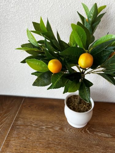 Lemon Tree 1.jpeg