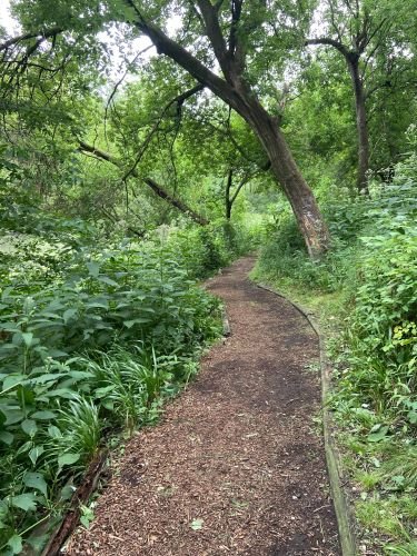 Stock Photo Greenery Path.jpg
