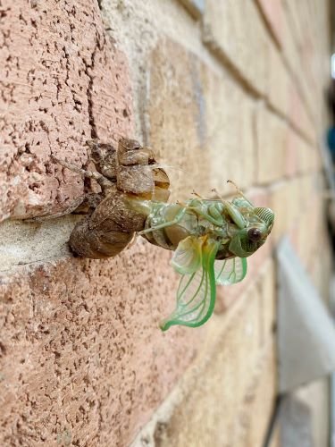 Stock Photo Emerging Cicada.jpeg