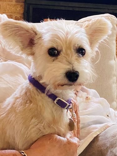 Stock Photo Small Dog.jpeg