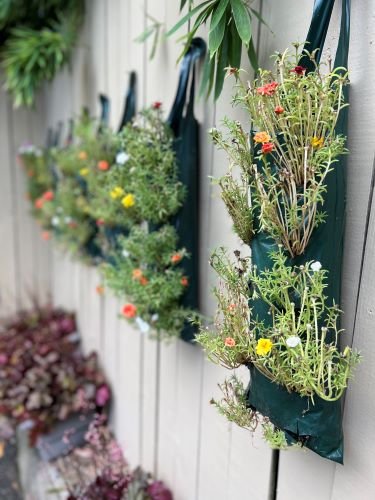 Stock Photo Hanging Plants (2).jpeg