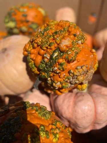 Stock Photo Knobby Pumpkins (2).jpg