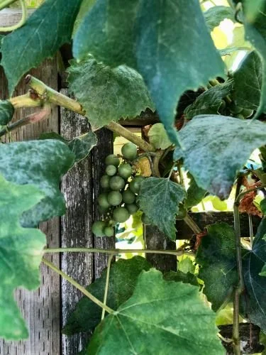 Stock Photo Grape Vine Cluster.jpg